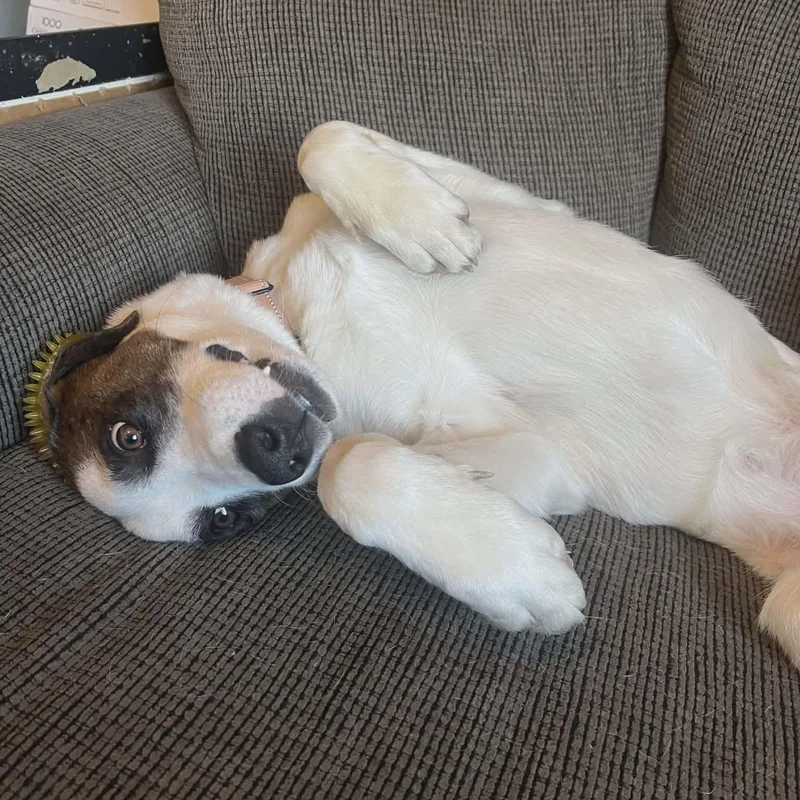 Checkers thumbnail 5