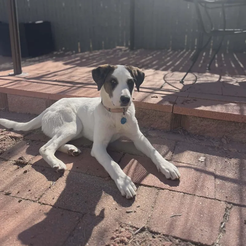 Checkers thumbnail 6