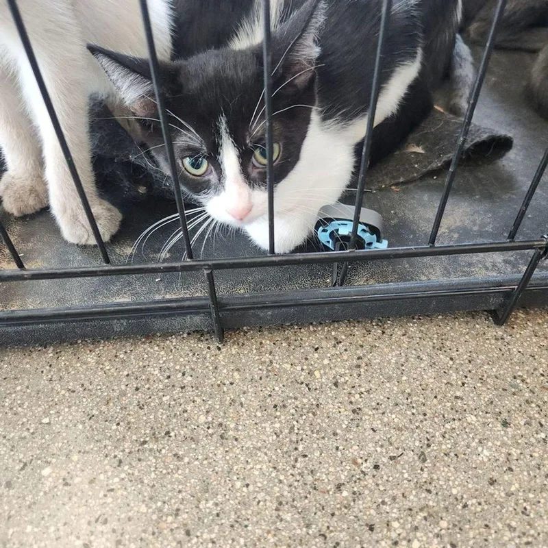 A young medium-sized male Black Domestic Short Hair cat named Roxy for adoption in Kingman, AZ