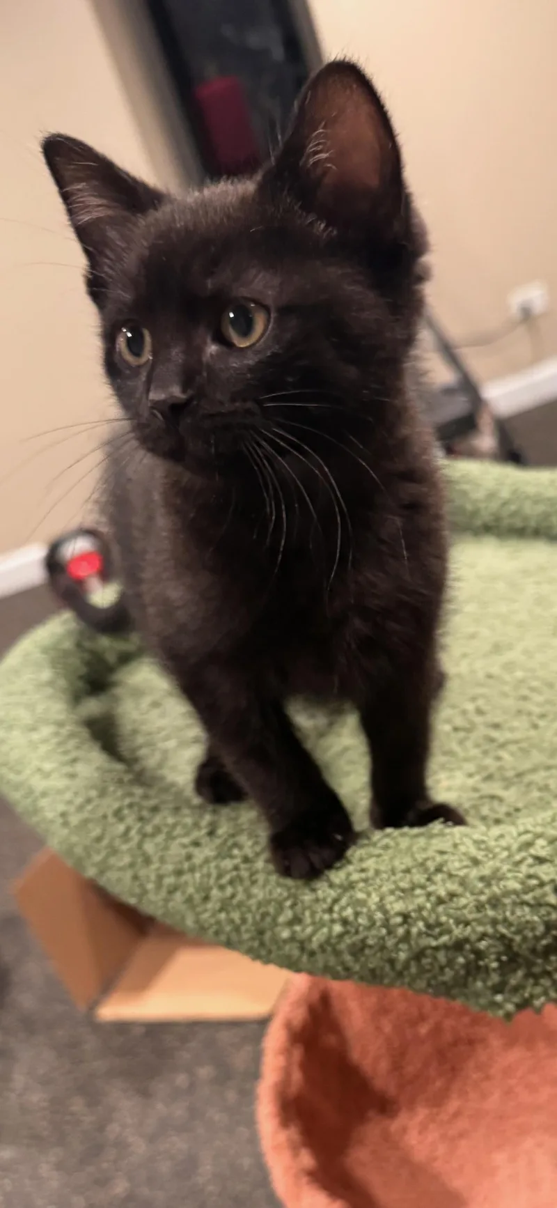 A baby medium-sized male Black Domestic Short Hair cat named Cole for adoption in Mokena, IL