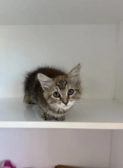 A baby small-sized female Domestic Short Hair cat named Sandy for adoption in Manteo, NC