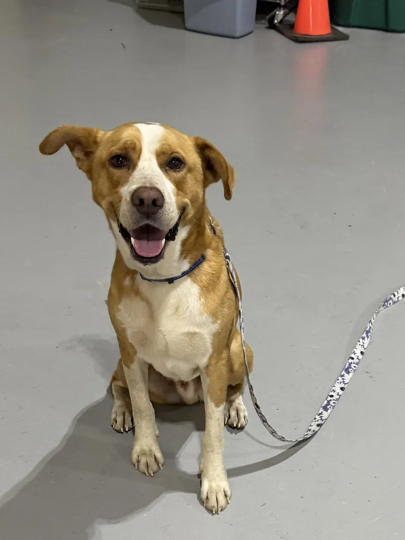 A senior medium-sized male Red / Chestnut / Orange German Shepherd Dog dog named Simba for adoption in Batesville, IN