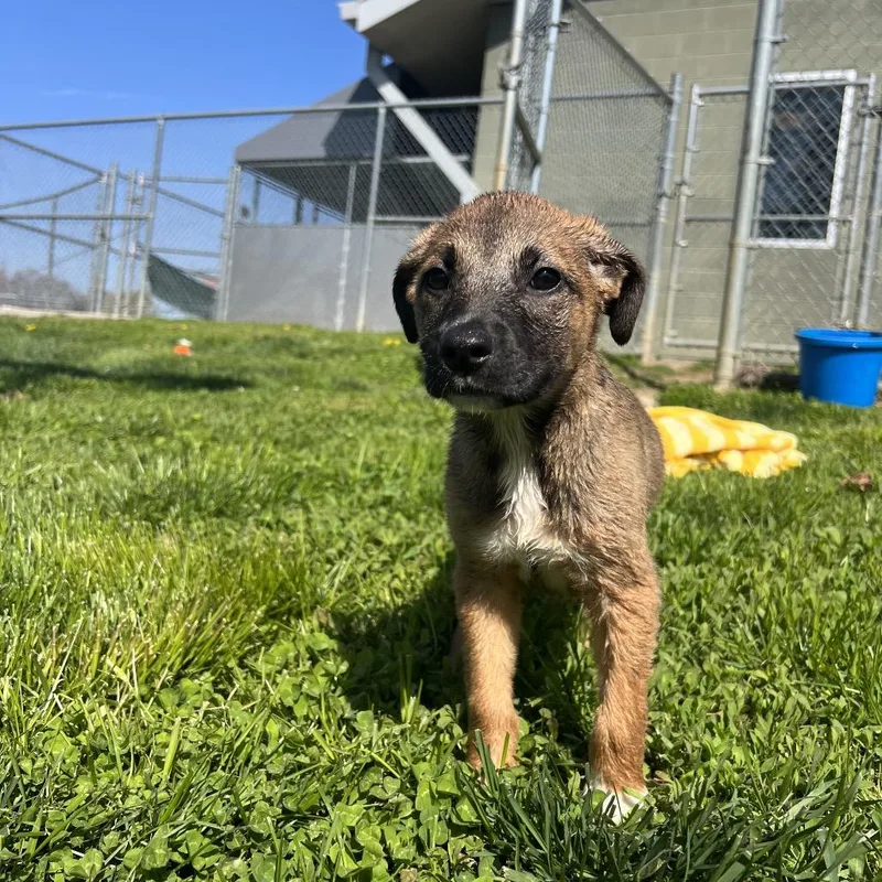 A baby medium-sized female Brown / Chocolate Labrador Retriever dog named Bonnie for adoption in Wilmington, DE