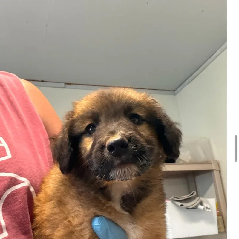 A baby medium-sized female Brown / Chocolate German Shepherd Dog dog named Caterpillar for adoption in Hattiesburg, MS
