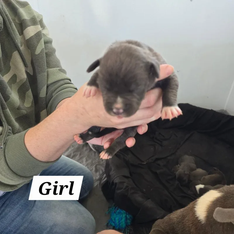 A baby small-sized female Gray / Blue / Silver Mixed Breed dog named Gimli for adoption in Hinesville, GA