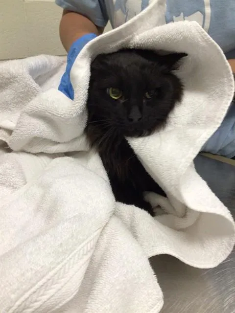 An adult small-sized female Domestic Long Hair cat named Cupcake for adoption in Brighton, CO
