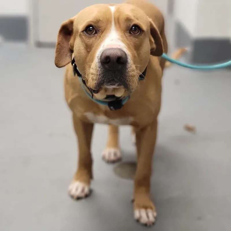 An adult large-sized male Golden Mixed Breed dog named Kevin for adoption in Sarasota, FL
