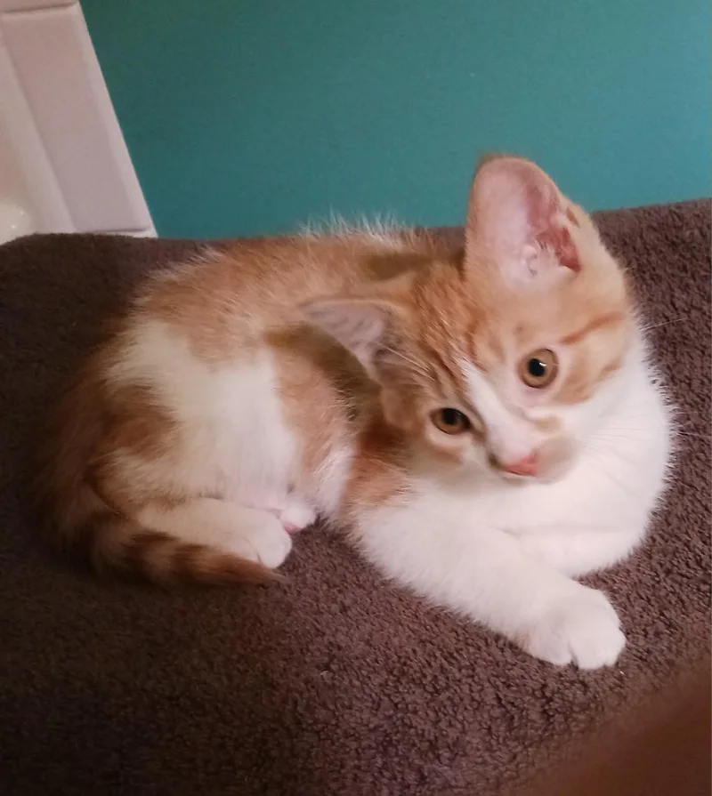 Romeo