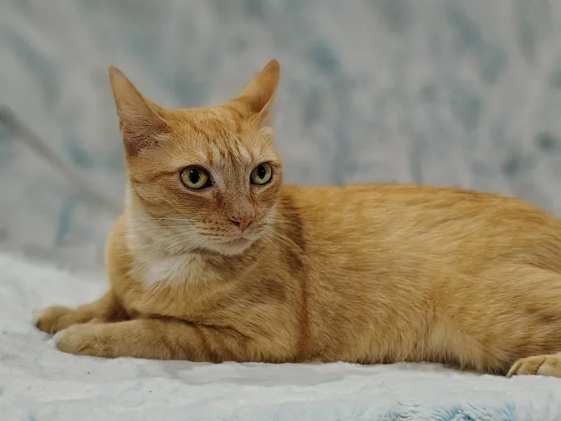 An adult medium-sized female Orange & White Domestic Short Hair cat named Marmalade for adoption in Ellaville, GA