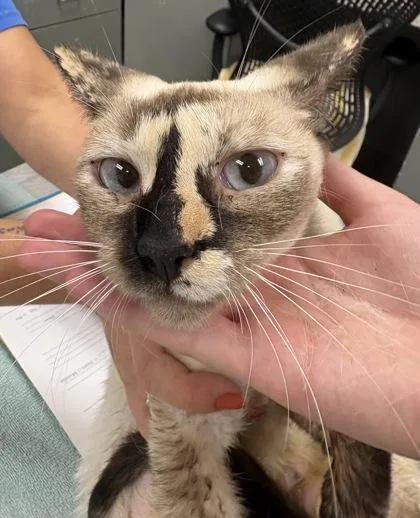 A young small-sized female Domestic Short Hair cat named Mona Lisa for adoption in Palm Coast, FL