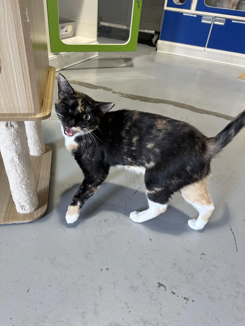 A young medium-sized female Dilute Tortoiseshell Domestic Short Hair cat named Meadow for adoption in Seattle, WA