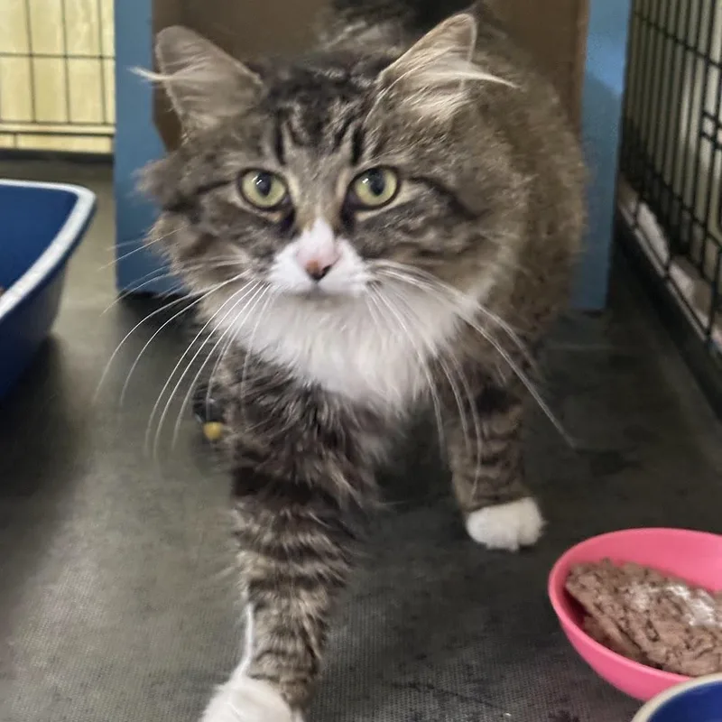 A young medium-sized female Tabby (Brown / Chocolate) Domestic Long Hair cat named Cassandra for adoption in Grand Rapids, MI