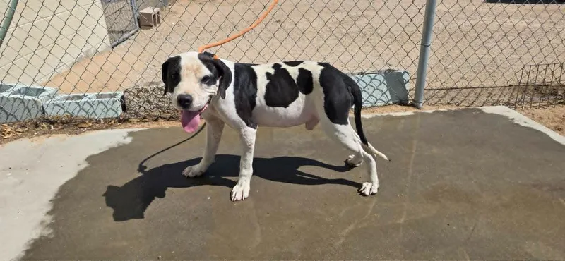 A young medium-sized male Pit Bull Terrier dog named Domino for adoption in California City, CA