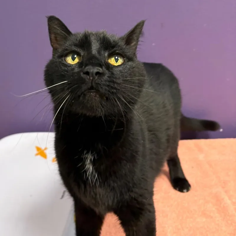 An adult medium-sized male Black Domestic Short Hair cat named Bobo for adoption in Englewood, FL