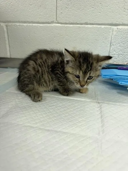 A baby small-sized female Domestic Short Hair cat named Neyland for adoption in Morristown, TN