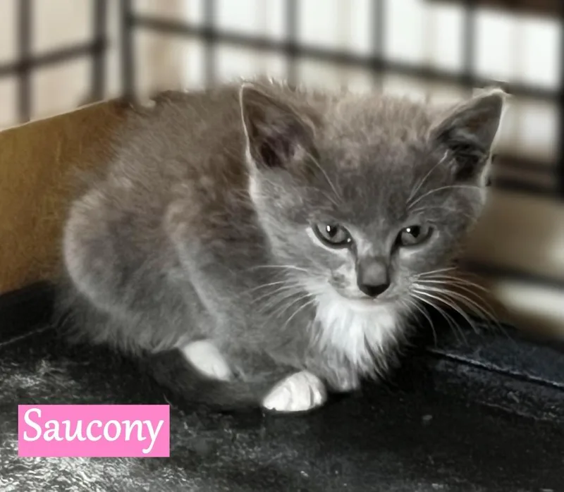 A baby medium-sized female Domestic Short Hair cat named Saucony for adoption in Hoover , AL
