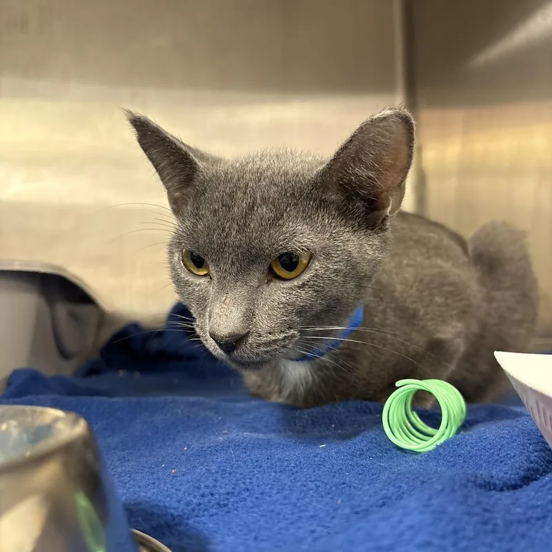 A young medium-sized male Gray / Blue / Silver Domestic Short Hair cat named Dax for adoption in Fairport, NY