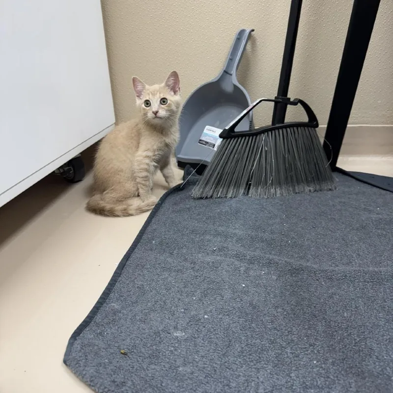 A baby small-sized male Buff / Tan / Fawn Domestic Short Hair cat named Marlin for adoption in Mebane, NC