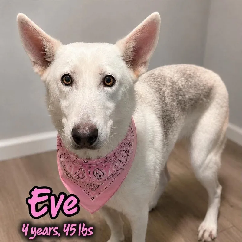 An adult medium-sized female White / Cream Husky dog named Eve for adoption in Tampa, FL
