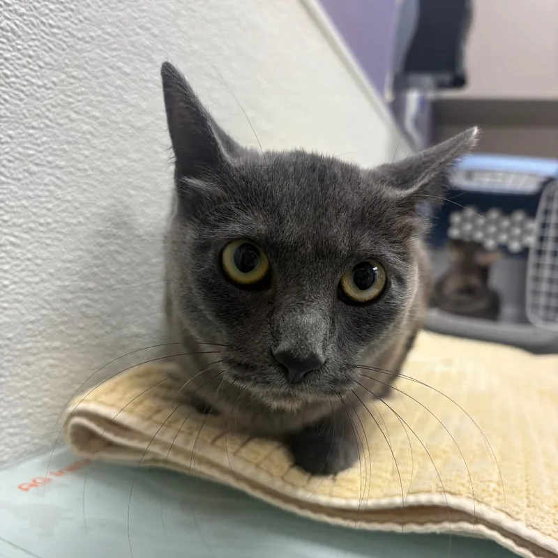 A young medium-sized female Gray / Blue / Silver Domestic Short Hair cat named Stray Hold Morticia for adoption in Albuquerque, NM