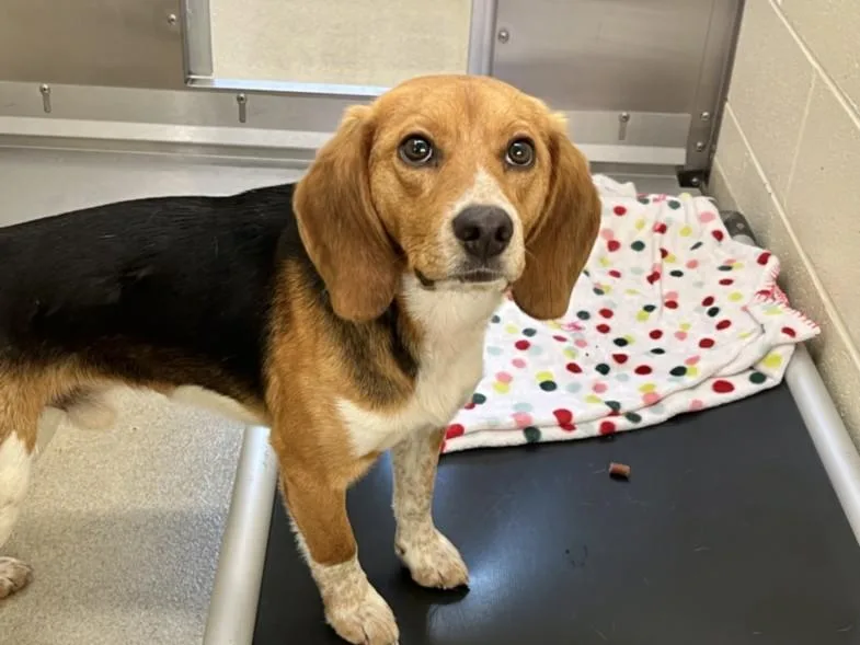 A young small-sized male Beagle dog named Circus for adoption in Chapel Hill, NC
