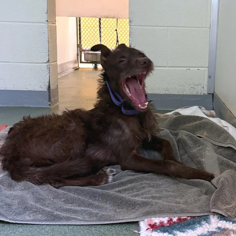 A young small-sized male Brown / Chocolate Terrier dog named Dingo Dango for adoption in Charlottesville, VA