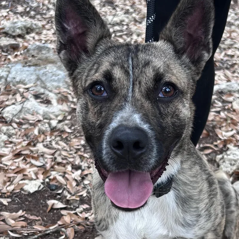 Hansel : A True thumbnail 2