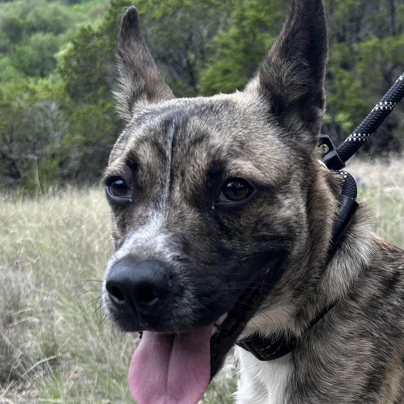 A young medium-sized male Brindle Shepherd dog named Hansel : A True for adoption in Houston, TX