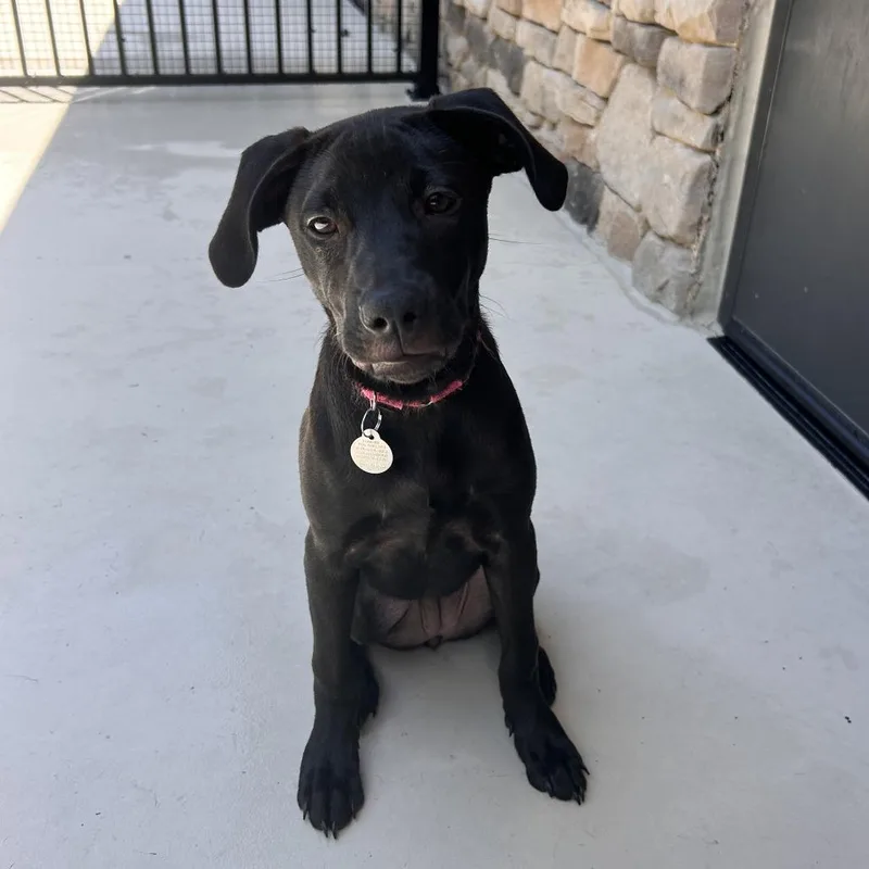 A baby medium-sized female Mixed Breed dog named Fern for adoption in Cumming, GA