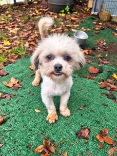 A young small-sized male White / Cream Shih Tzu dog named Timmy for adoption in Tifton, GA