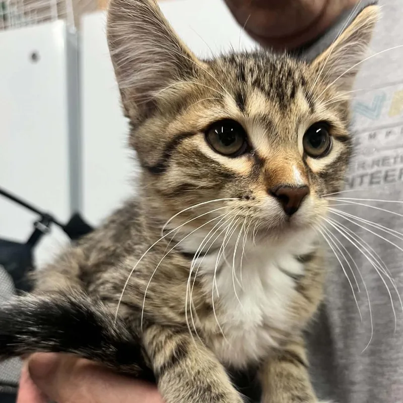 A baby small-sized male Brown / Chocolate Domestic Short Hair cat named Picasso for adoption in Sioux Falls, SD