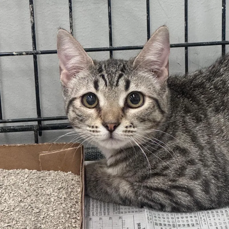 An adult small-sized female Brown / Chocolate Domestic Short Hair cat named Little Daytona for adoption in Inwood, WV
