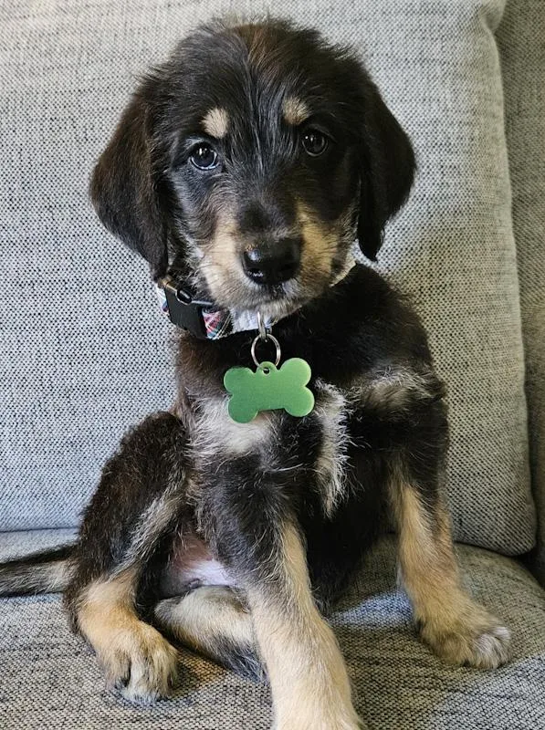 A baby large-sized male Bernese Mountain Dog dog named Maverick for adoption in Toledo, OH