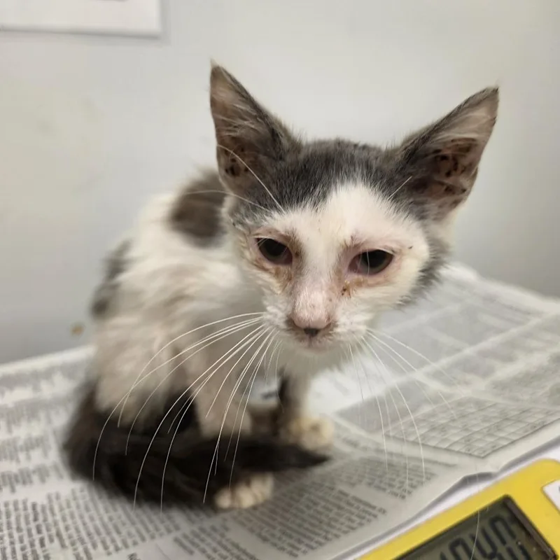 A baby small-sized female White Domestic Short Hair cat named Betta for adoption in Jacksonville, FL
