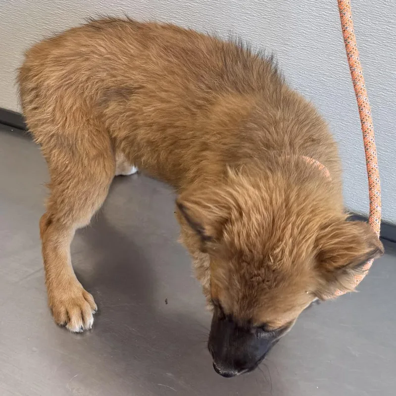 A baby medium-sized female Yellow / Tan / Blond / Fawn Mixed Breed dog named Katniss for adoption in Las Cruces, NM
