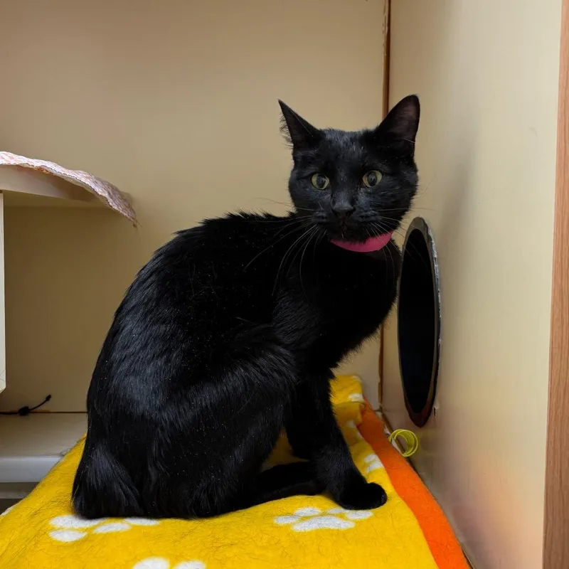 Jinxie Rose thumbnail 2