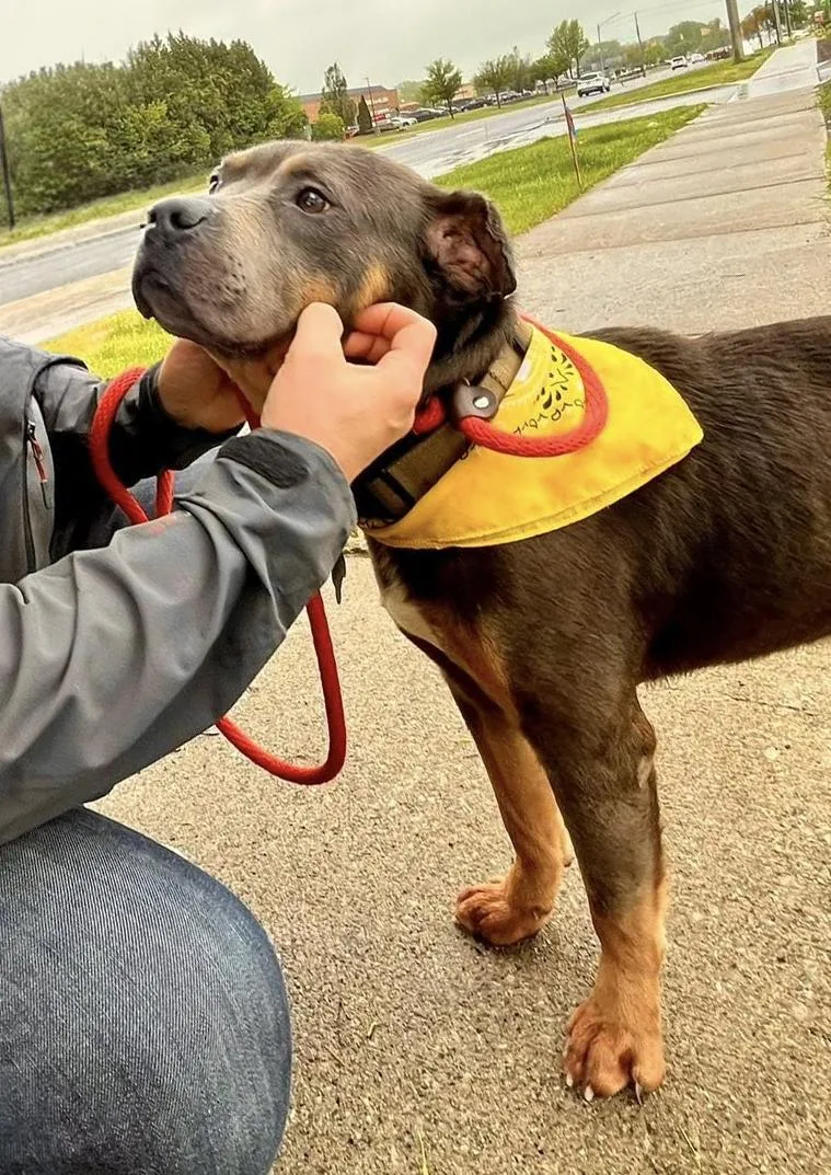 An adult medium-sized male Bicolor Rottweiler dog named Bruce  Needs A for adoption in Birmingham, MI