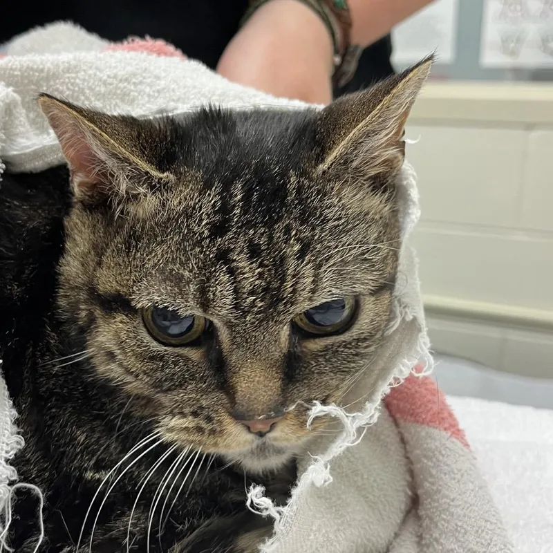 A senior medium-sized female Brown / Chocolate Domestic Short Hair cat named Mama for adoption in Murray, UT
