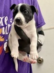 A baby small-sized female Mixed Breed dog named Penne for adoption in Lawrenceville, GA