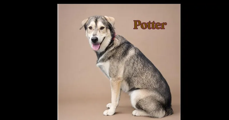 Potter thumbnail 2