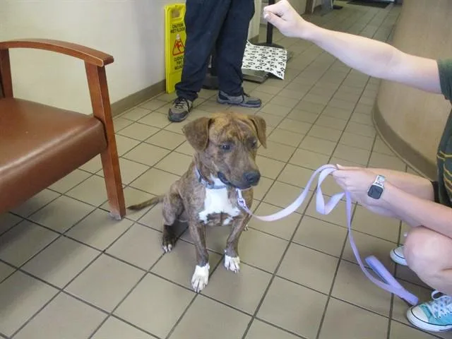 A young medium-sized male Pit Bull Terrier dog named Finley for adoption in Ocala, FL