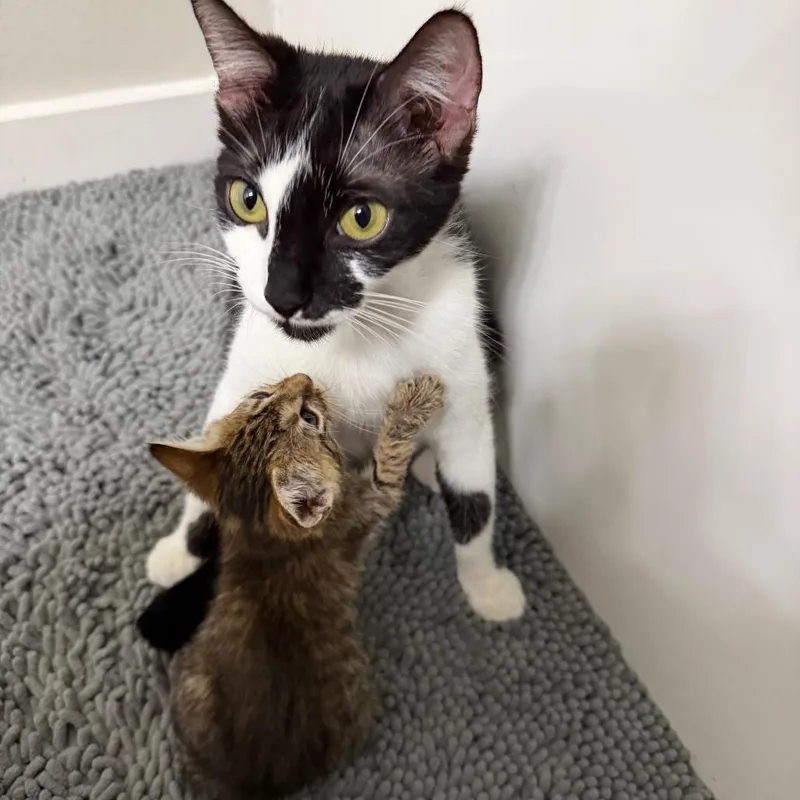 A baby small-sized female Brown / Chocolate Domestic Short Hair cat named Kira for adoption in Corpus Christi, TX
