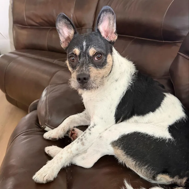 An adult medium-sized male French Bulldog dog named Weechee for adoption in Los Angeles, CA