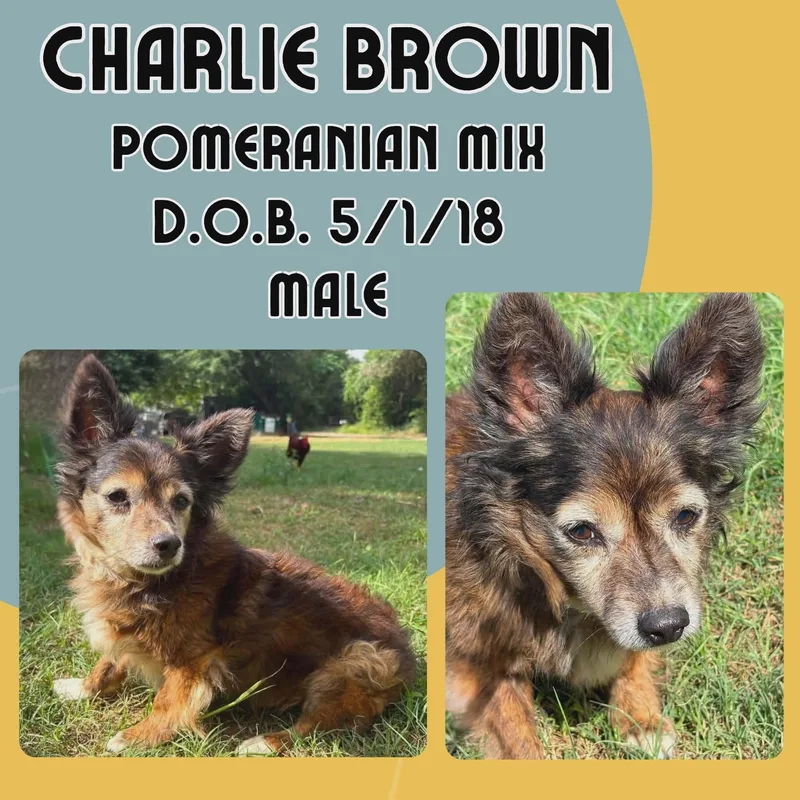 A senior small-sized male Tricolor (Brown, Black, & White) Pomeranian dog named Charlie Brown for adoption in Caldwell, TX