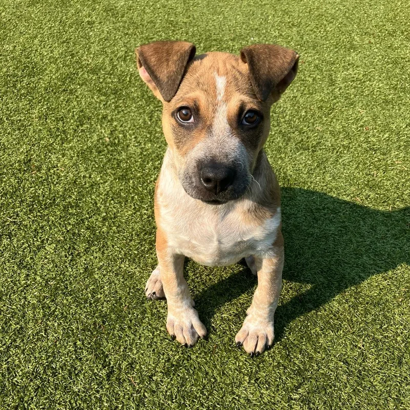 A baby large-sized female Yellow / Tan / Blond / Fawn Australian Cattle Dog / Blue Heeler dog named Circe for adoption in Friday Harbor, WA