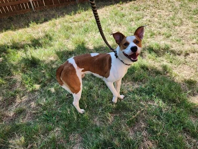 An adult medium-sized male Basenji dog named Cody A for adoption in Plano, TX