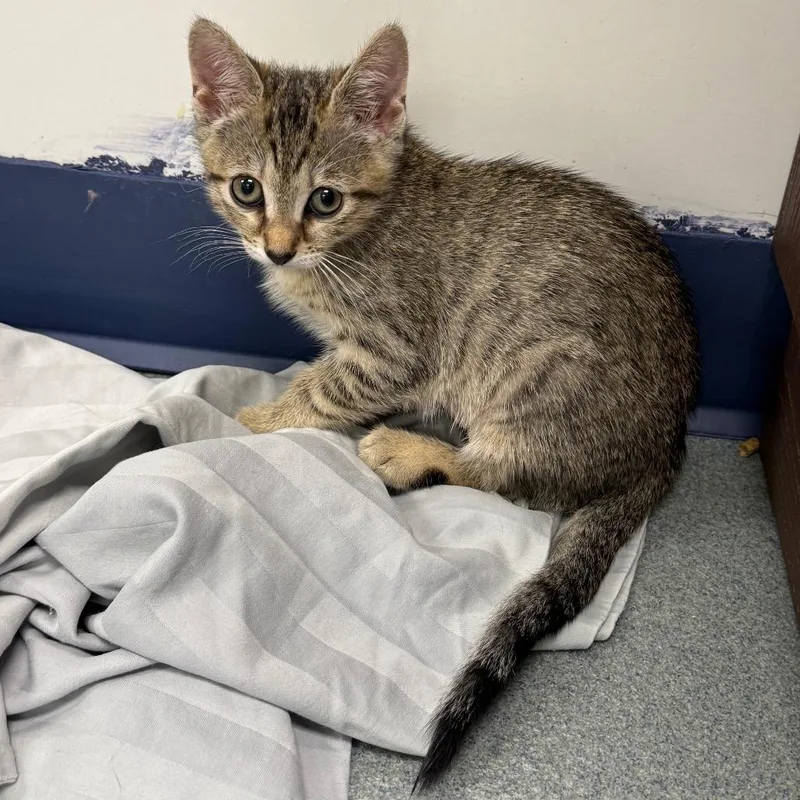 A baby small-sized female Brown / Chocolate Domestic Short Hair cat named Honeydew for adoption in West Palm Beach, FL