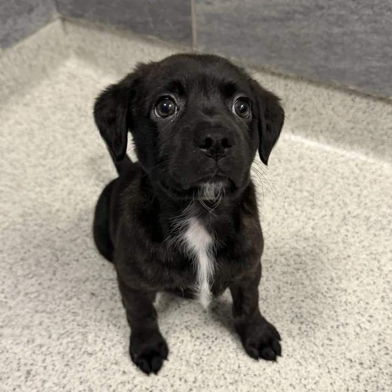A baby large-sized female Brindle Mixed Breed dog named Chloe for adoption in Cooperstown, NY