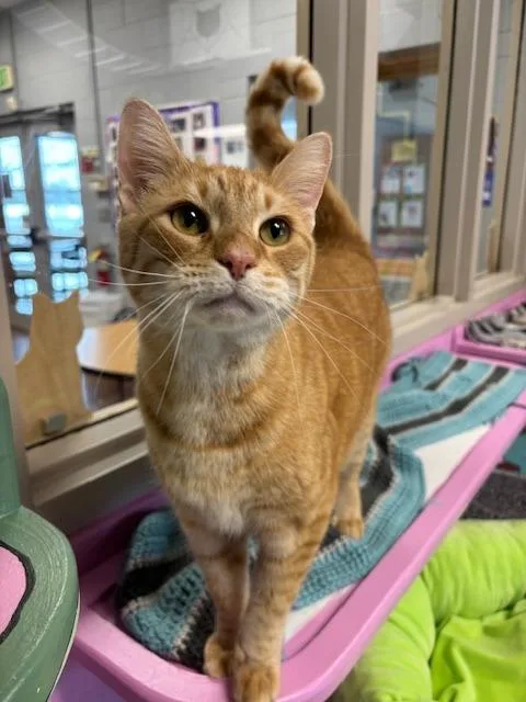 An adult medium-sized male Domestic Short Hair cat named Cayden for adoption in Bloomington, IN
