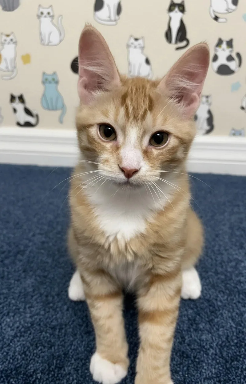 A baby medium-sized male Tabby cat named Georgie for adoption in St. Cloud, FL